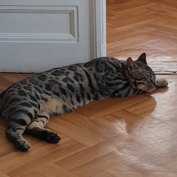 Chat Bengal 2 ans male