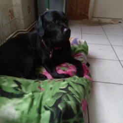 Cède Paddy Labrador mâle 7 ans