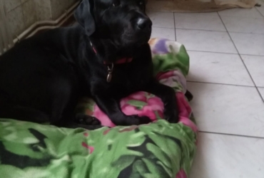 Cède Paddy Labrador mâle 7 ans