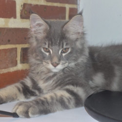 Chatons Maine coon loof