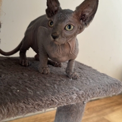 Chat SPHYNX