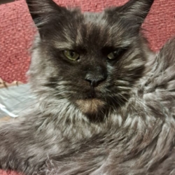 Maine Coon Adulte disponible