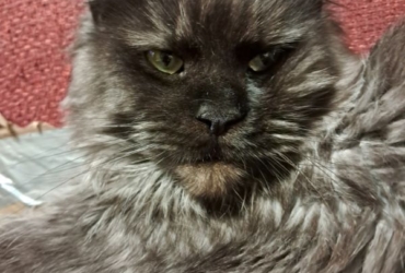 Maine Coon Adulte  disponible