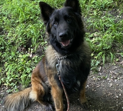 Chiots Tervuren mâles et femelles Lof