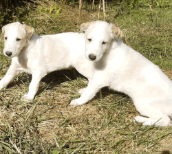 À vendre chiots barzoi mâles