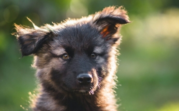 Adopter un Berger Allemand : Comment faire ?