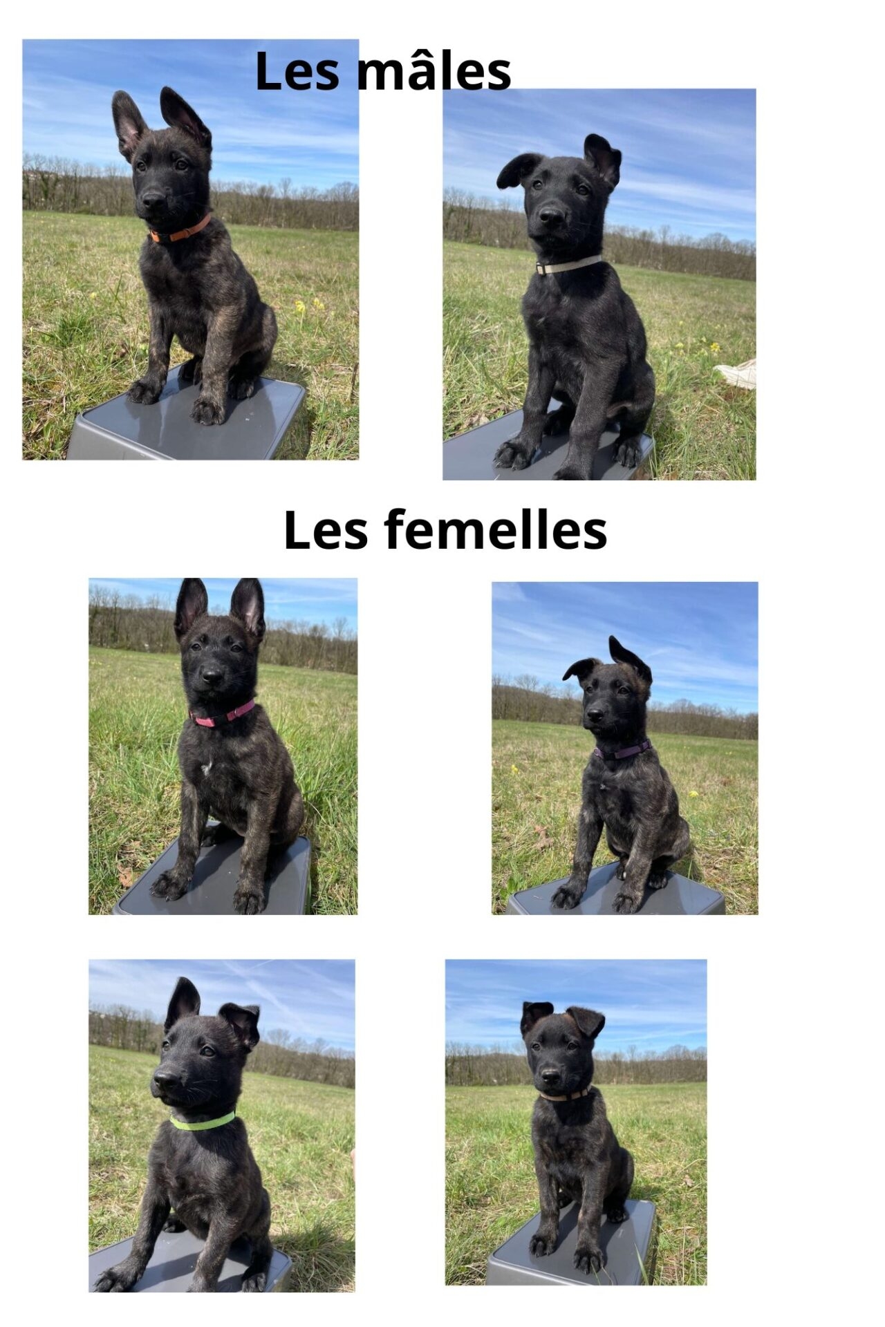 Chiots Berger Hollandais (4 femelles & 4 mâles)
