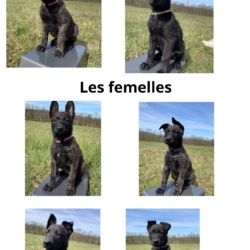 Chiots Berger Hollandais (4 femelles & 4 mâles)