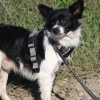 Arti chien 2 ans à adopter