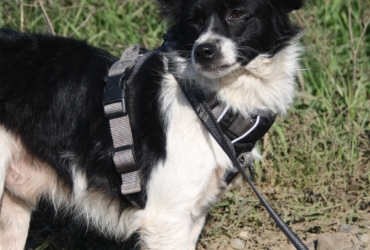 Arti chien 2 ans à adopter