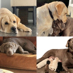 Bébés labradors de pure race SABLE et NOIR