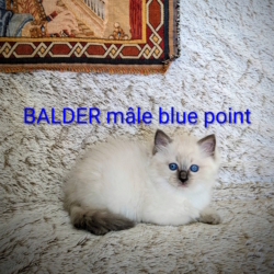 Les licorniaux sont nés au domaine des licornes seal