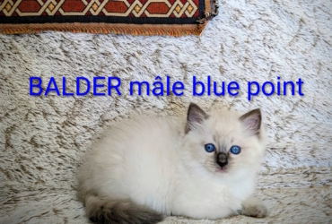 Les licorniaux sont nés au domaine des licornes seal