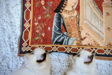 les licorniaux sont nés au domaine des licornes seal