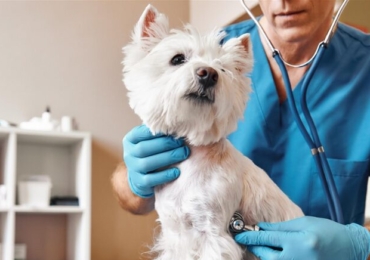 Mutuelles pour chien : quelles garanties choisir pour votre fidèle ami ?