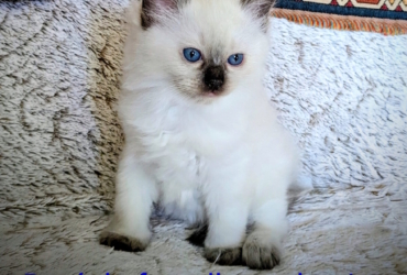 les licorniaux sont nés au domaine des licornes seal