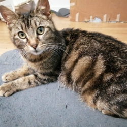 Cassis, jolie minette grise tigrée