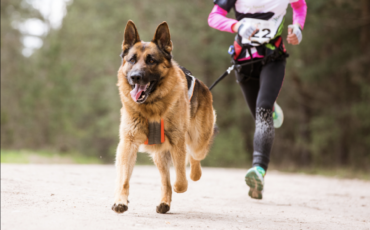 Le Cross canin, c’est quoi ?