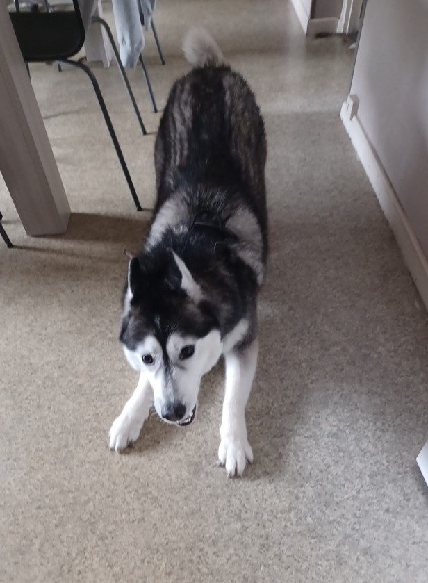 donne chienne husky sibérien contre bon soin