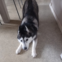 donne chienne husky sibérien contre bon soin