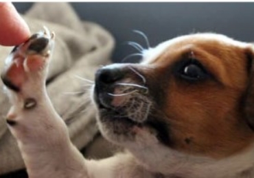 Téléchargez UN MODÈLE DE CERTIFICAT D’ENGAGEMENT ET DE CONNAISSANCE POUR CHIEN