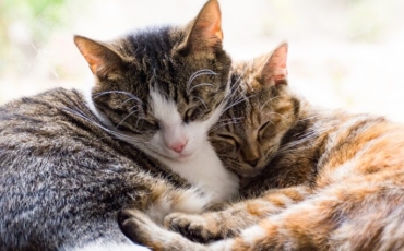 Comment choisir le chien ou le chat idéal selon son mode de vie ?