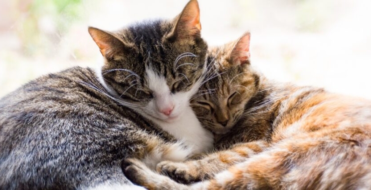 Comment choisir le chien ou le chat idéal selon son mode de vie ?