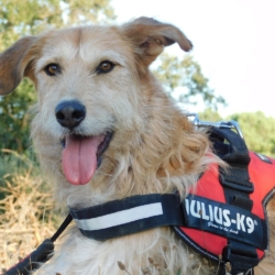 GOMEZ, un chien merveilleux