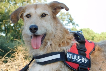 GOMEZ, un chien merveilleux