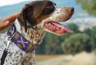 AZOR 7 ANS, une merveille de braque qui cherche sa famille