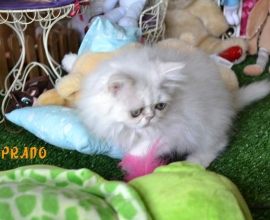 Tout Chat Tout Chien Rencontrez Votre Futur Animal Adoption Bienveillante