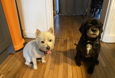 Donne 2 chiennes: westie et cocker americain (9 et 11 ans)