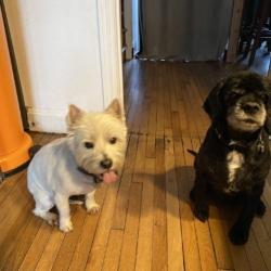 Donne 2 chiennes: westie et cocker americain (9 et 11 ans)