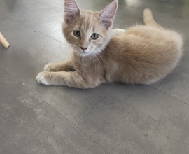 Tout Chat Tout Chien Rencontrez Votre Futur Animal Adoption Bienveillante