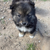 Floof chiot à adopter