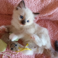 Chatons loof diponibles à la réservation