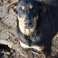 Frida croisée berger à adopter