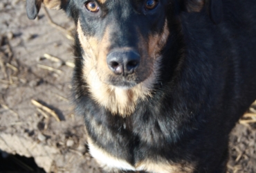 Frida croisée berger à adopter
