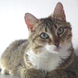 Helva, jolie minette marron, tabby, blanche.