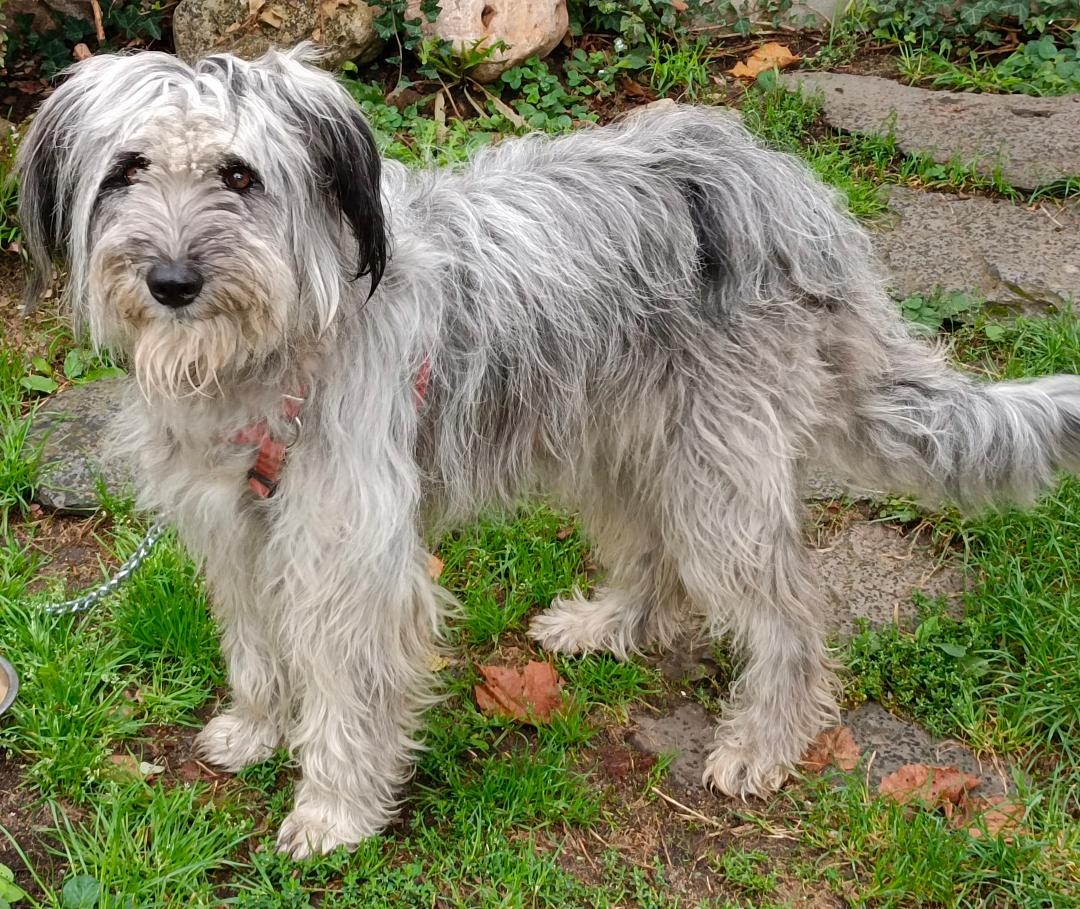 🐶 À donner – Chienne de berger pleine d’énergie et d’affection