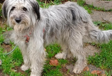 🐶 À donner – Chienne de berger pleine d’énergie et d’affection