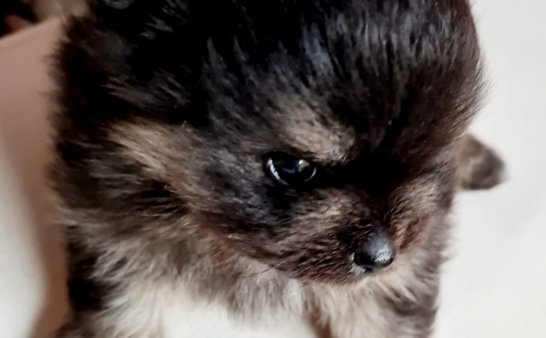 Petits spitz à vendre TOUT CHAT TOUT CHIEN