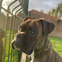 Donne gratuitement boxer femelle 11 mois