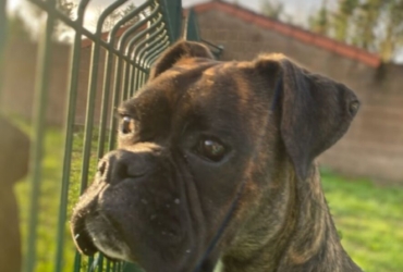 Donne gratuitement boxer femelle 11 mois