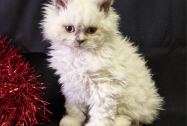 Aladin Selkirk rex poil long
