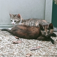 Chatons recherchant un foyer