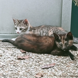 Chatons recherchant un foyer