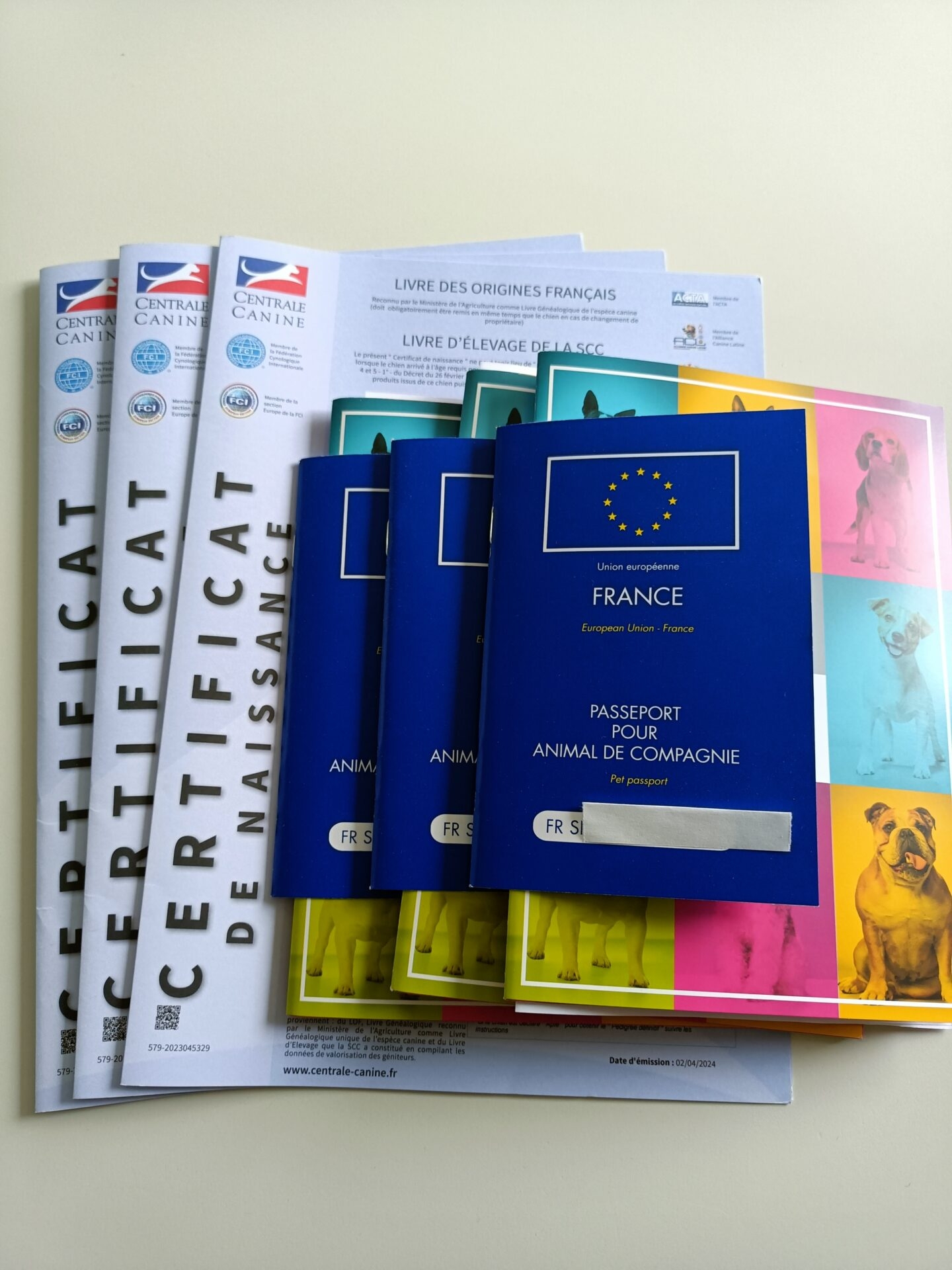 Chiots d’eau Romagnol a réserver