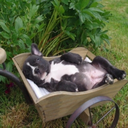 adorables bebes bouledogue français