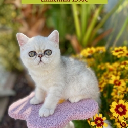 Chatons Exotic shorthair et Persan Silver et Chinchilla ( yeux verts adultes)
